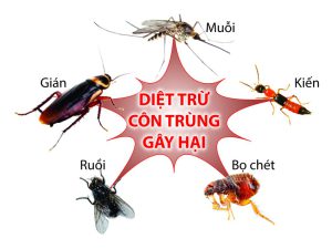Tổng hợp các cách diệt côn trùng trong nhà đơn giản, hiệu quả 7 a