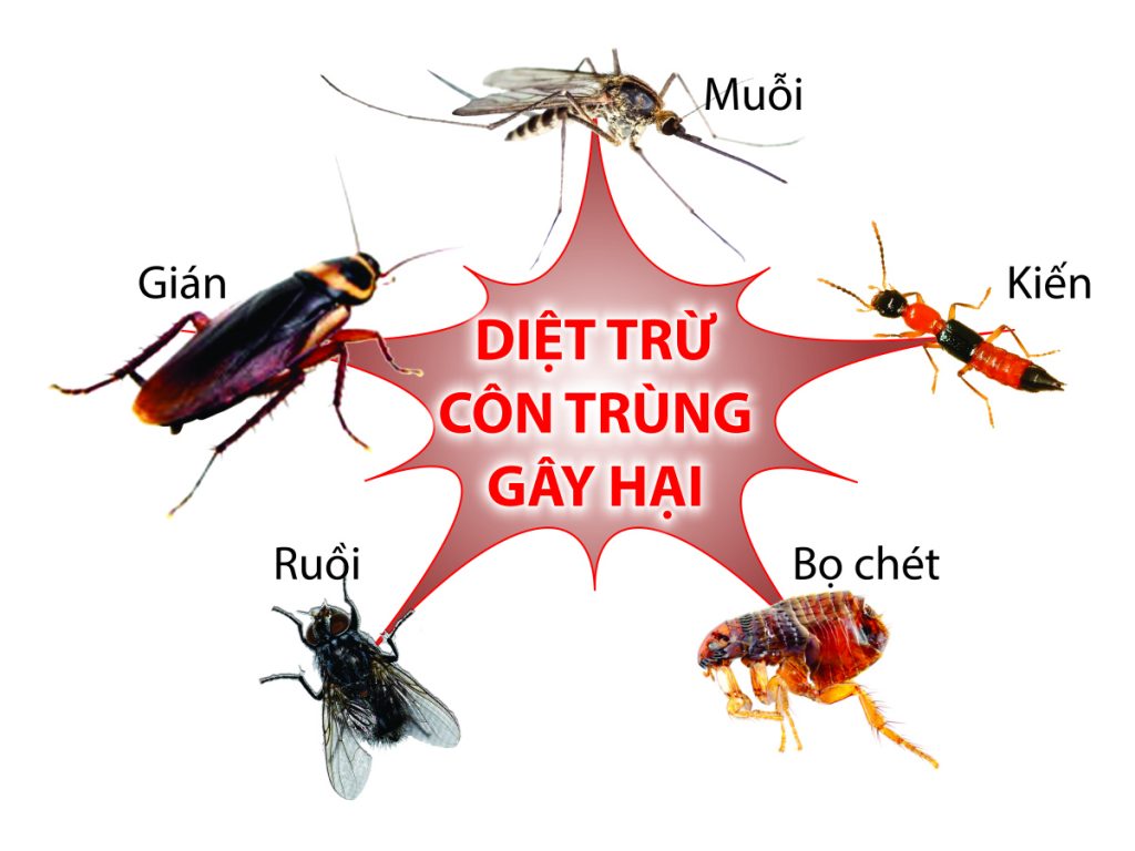 Tổng hợp các cách diệt côn trùng trong nhà đơn giản, hiệu quả 1 a