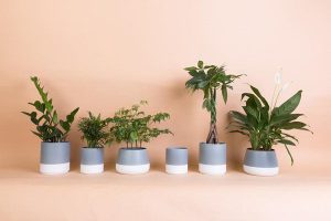 Tiết lộ cách chọn cây để bàn làm việc theo tuổi để thu hút tài lộc 3 cay de ban lam viec