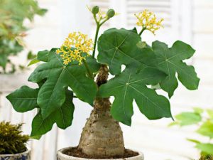 Top 6 hoa để bàn làm việc mang may mắn đến với bạn 6 cay de ban lam viec