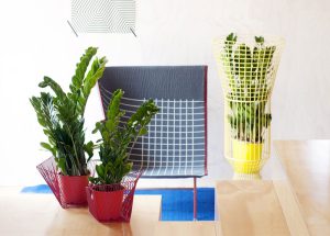 Cây kim tiền nên đặt ở đâu là đúng phong thủy nhất - Sài gòn moving 4 cay kim tien de trong nha