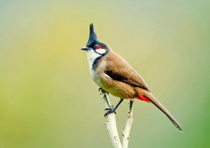 Chim chào mào bay vào nhà là điềm gì? 4 chim chao mao