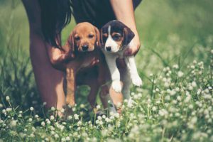 Cách vận chuyển thú cưng khi chuyển nhà một cách an toàn 6 chuyen nha co thu cung