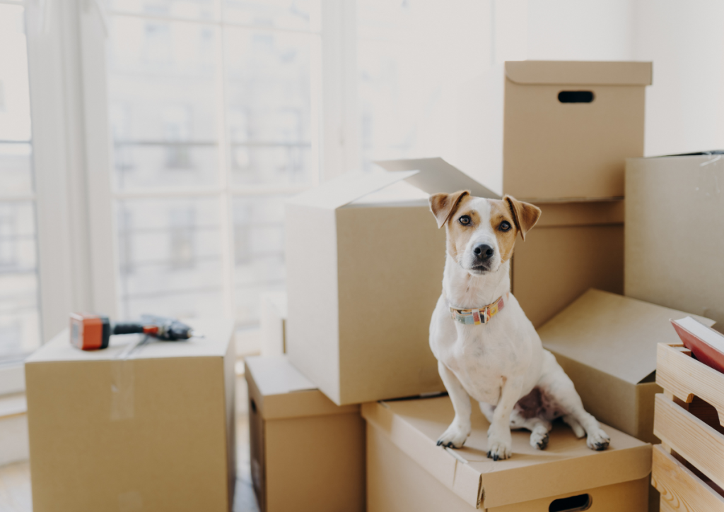 chuyen-nha-cho-thu-cung-02